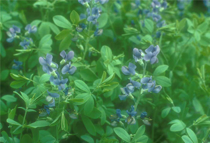 Plant photo of: Baptisia australis