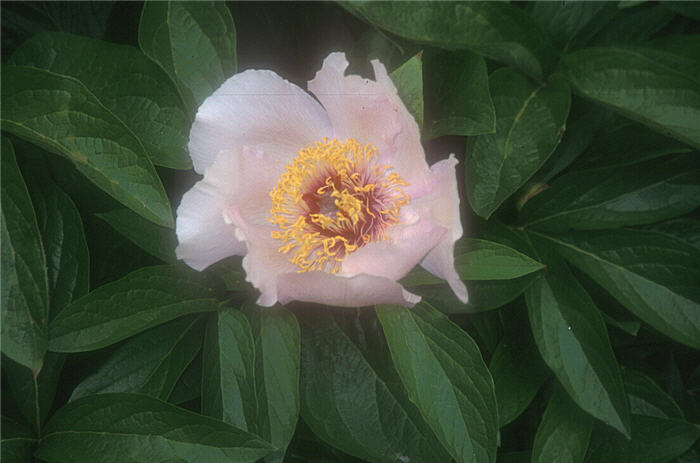 Plant photo of: Paeonia hybrids