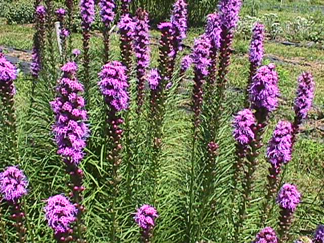 Plant photo of: Liatris spicata 'Kobold'