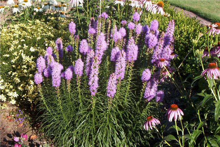 Plant photo of: Liatris spicata 'Kobold'
