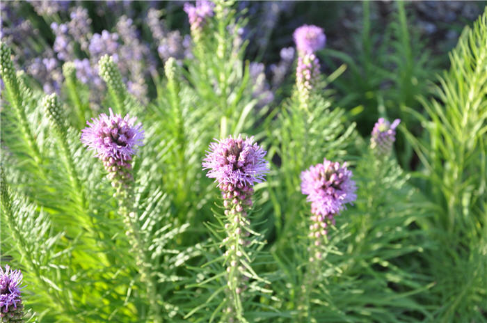 Plant photo of: Liatris spicata 'Kobold'