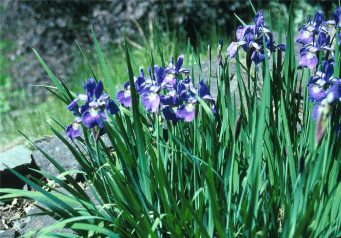 Plant photo of: Iris sibirica