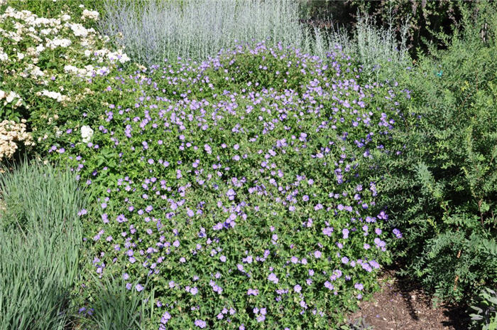 Plant photo of: Geranium sanguineum