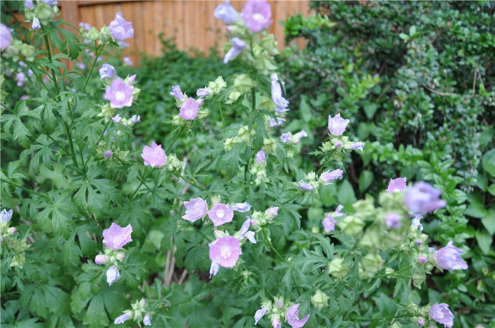 Plant photo of: Geranium sanguineum