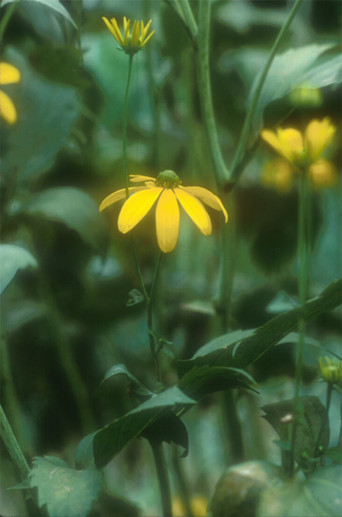 Plant photo of: Rudbeckia nitida 'Herbstonne'