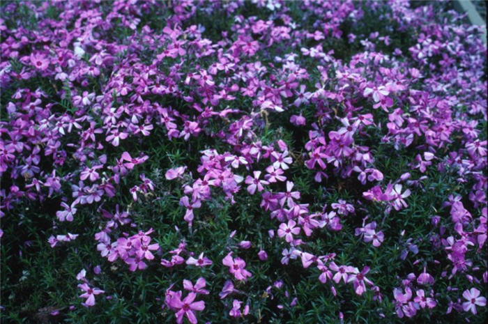 Plant photo of: Phlox subulata