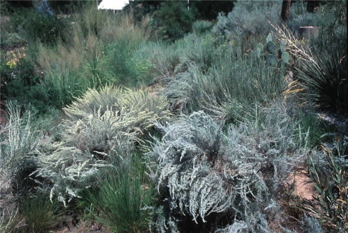 Plant photo of: Artemisia filifolia