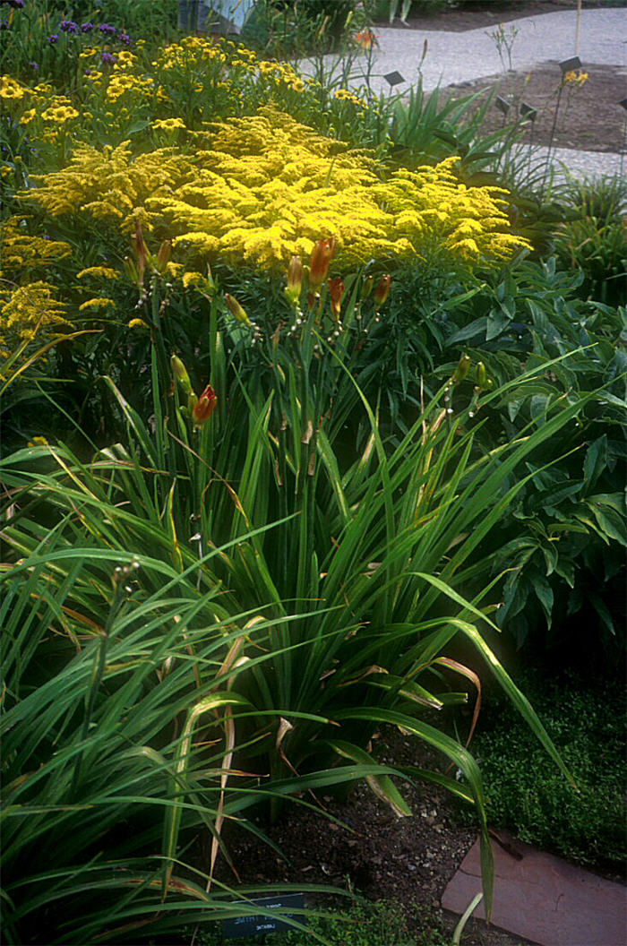 Plant photo of: Solidago sphacelata 'Golden Fleece'