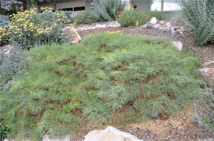 Plant photo of: Ephedra viridis