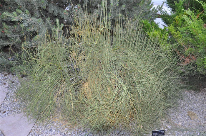 Plant photo of: Ephedra viridis