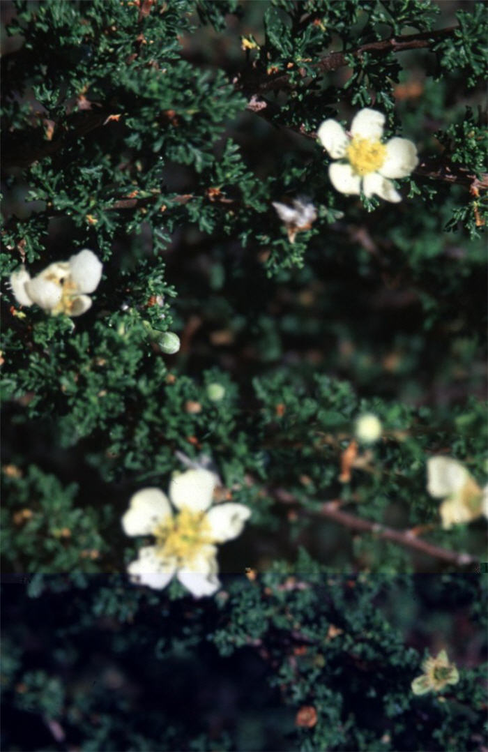 Plant photo of: Purshia mexicana stansburyana