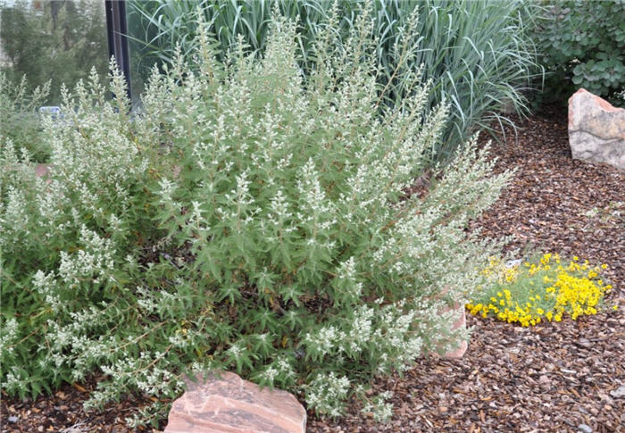 Plant photo of: Chamaebatiaria millefolium