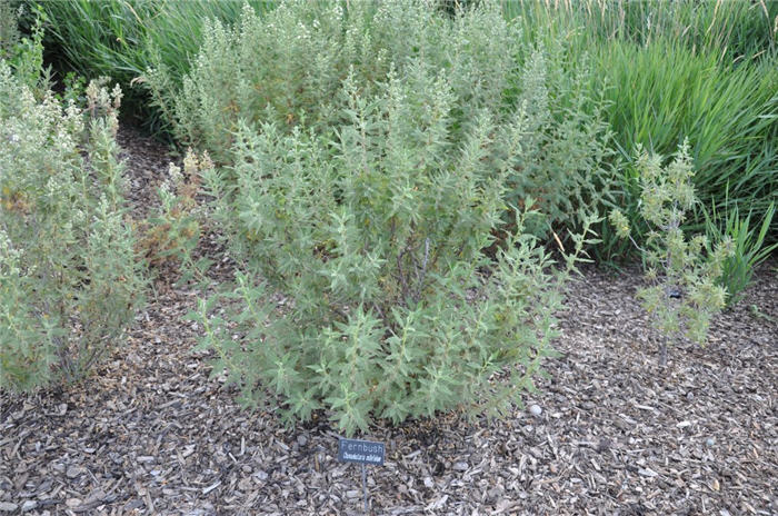 Plant photo of: Chamaebatiaria millefolium