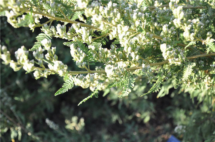 Plant photo of: Chamaebatiaria millefolium