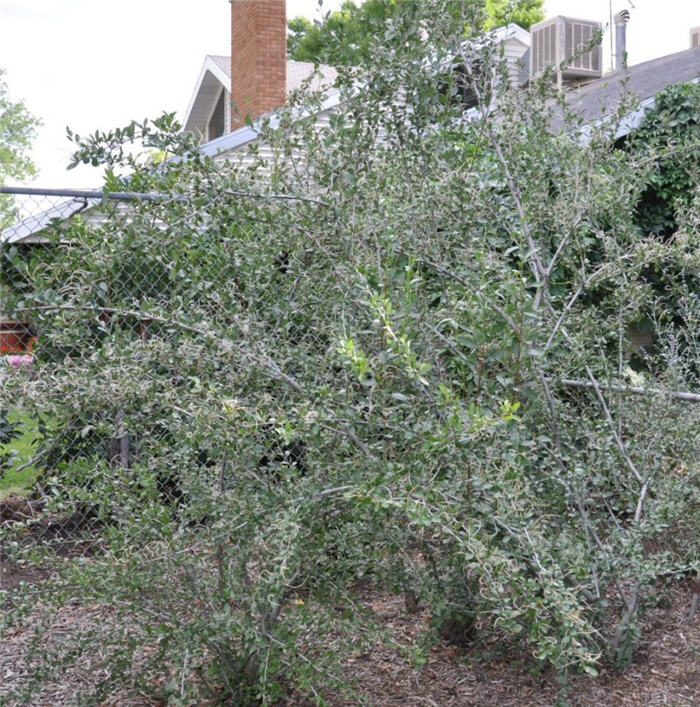 Plant photo of: Cercocarpus montanus
