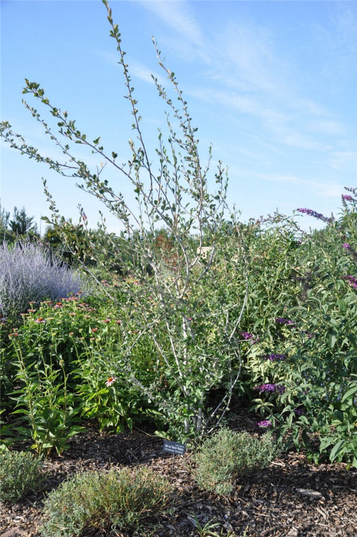 Plant photo of: Cercocarpus montanus