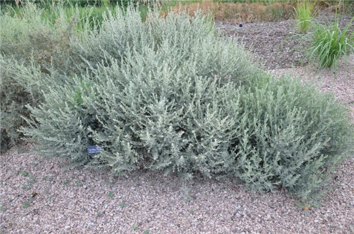 Plant photo of: Atriplex canescens