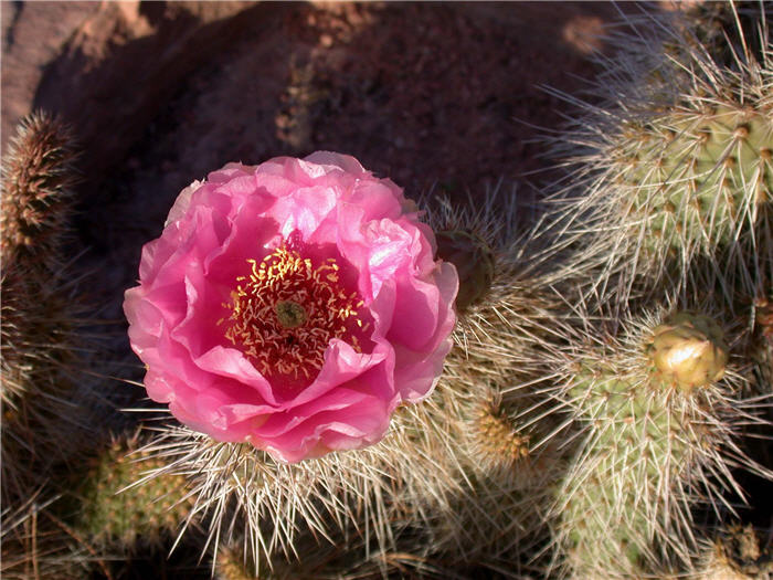 Plant photo of: Opuntia erinacea