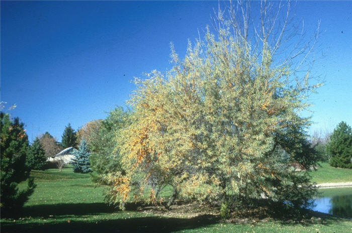 Plant photo of: Hippophae rhamnoides