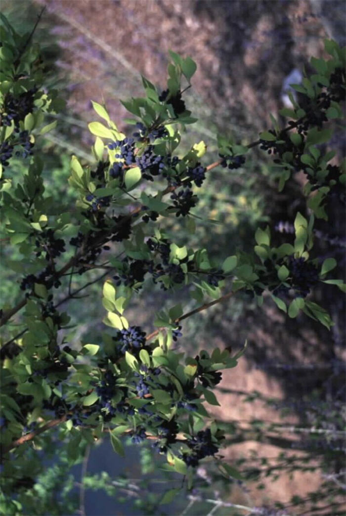 Plant photo of: Forestiera neomexicana