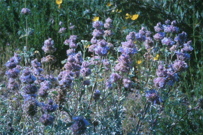 Plant photo of: Salvia dorrii