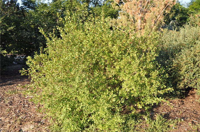 Plant photo of: Rhus trilobata