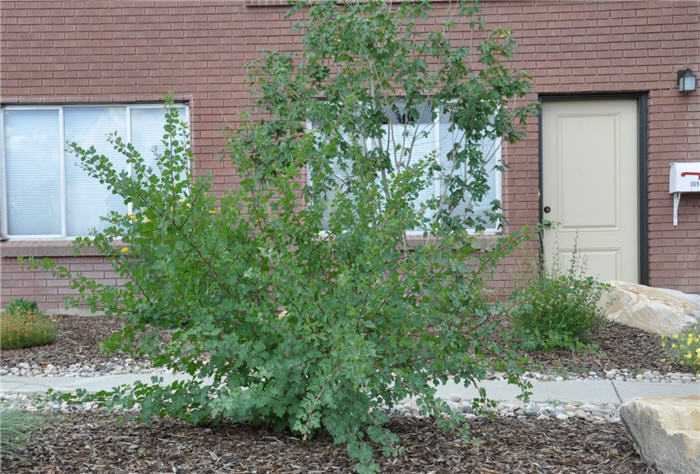 Plant photo of: Rhus trilobata