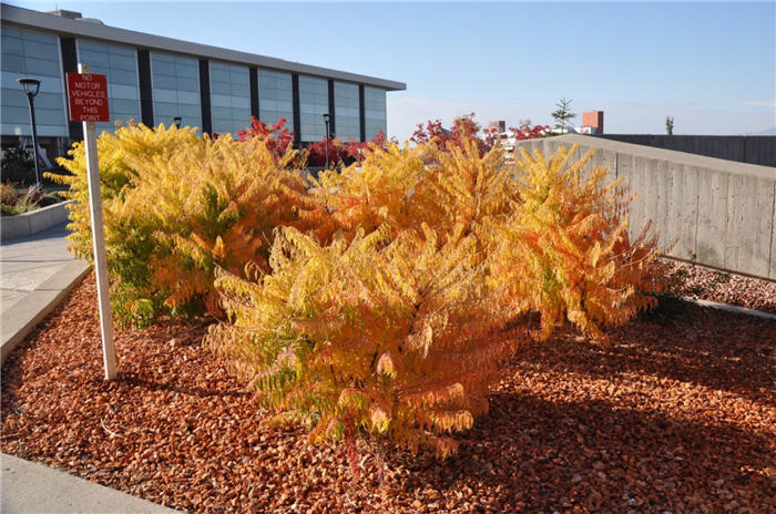 Plant photo of: Rhus trilobata