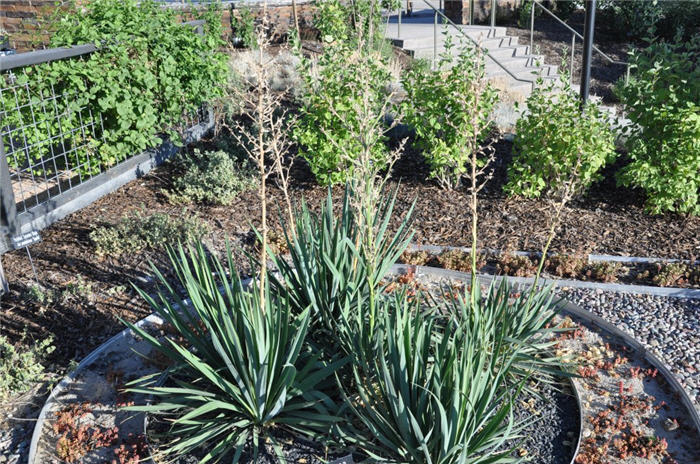Plant photo of: Yucca filamentosa