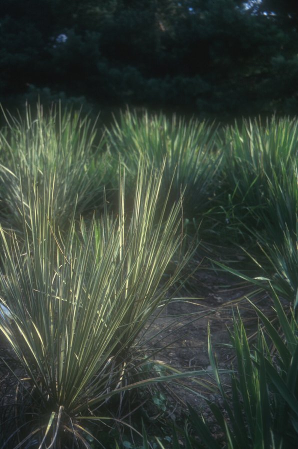 Plant photo of: Yucca glauca