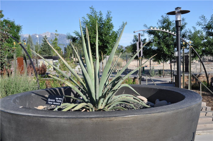 Plant photo of: Yucca baccata