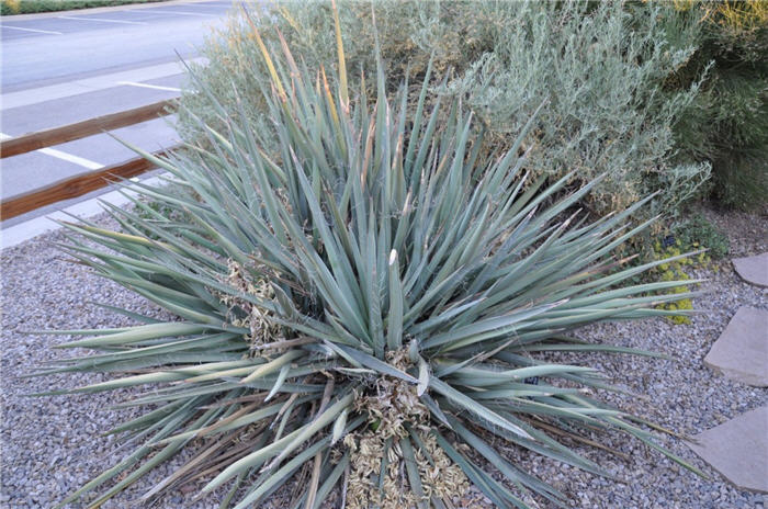 Plant photo of: Yucca baccata
