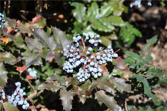 Plant photo of: Mahonia aquifolium