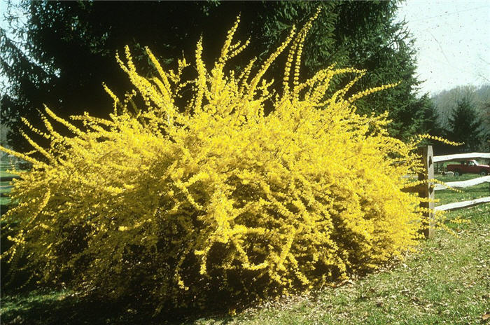 Plant photo of: Forsythia x intermedia 'Lynwood'