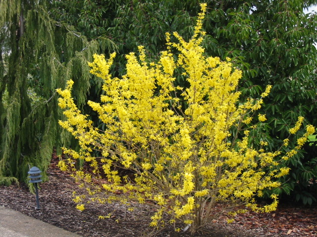 Plant photo of: Forsythia x intermedia 'Spring Glory'