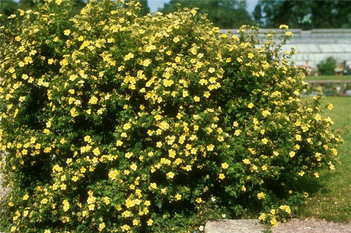 Plant photo of: Potentilla fruticosa