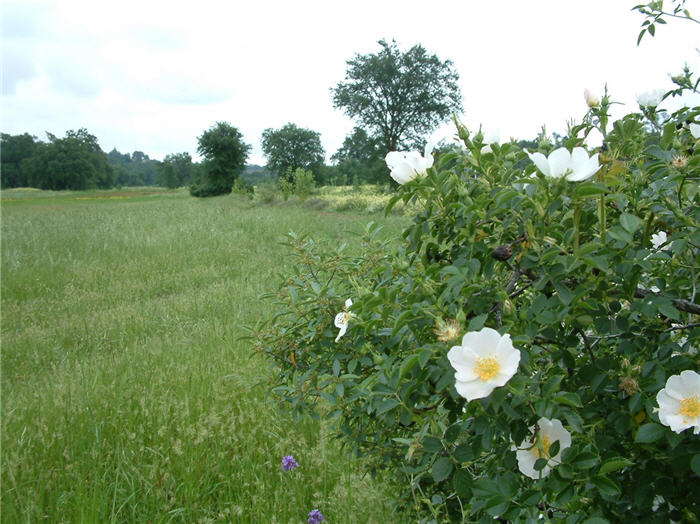 Plant photo of: Rosa woodsii