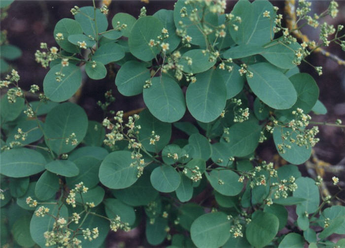 Plant photo of: Cotinus coggygria