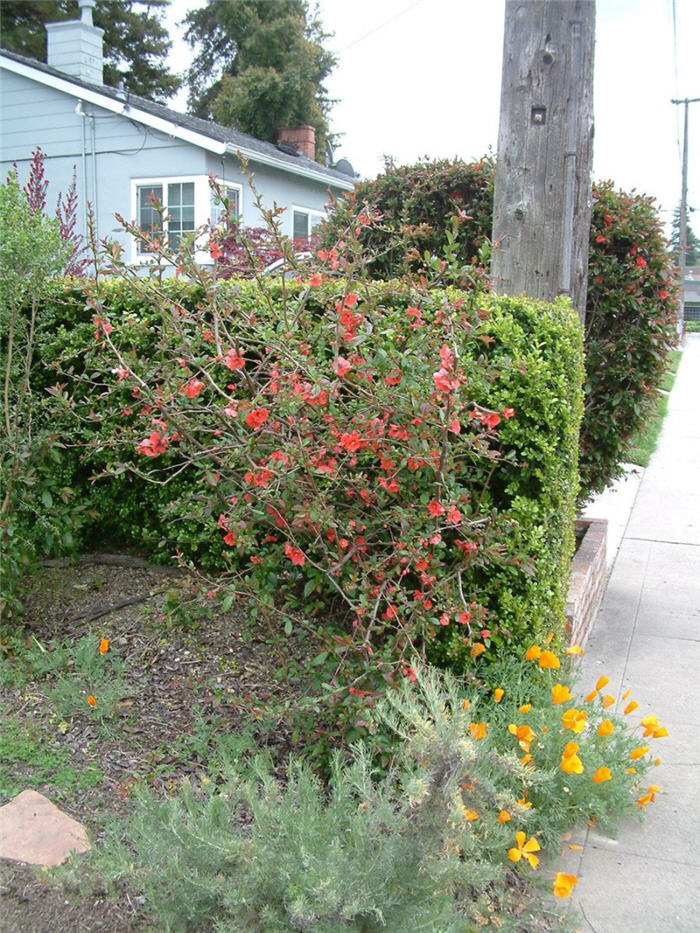 Plant photo of: Chaenomeles speciosa