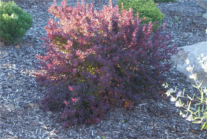 Plant photo of: Berberis thunbergii 'Gentry'