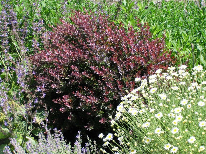 Plant photo of: Berberis thunbergii 'Gentry'