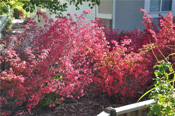 Plant photo of: Euonymus alatus