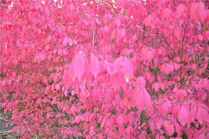 Plant photo of: Euonymus alatus