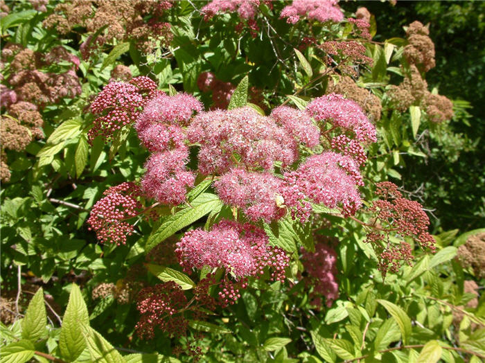 Plant photo of: Spiraea x bumalda 'Anthony Waterer'