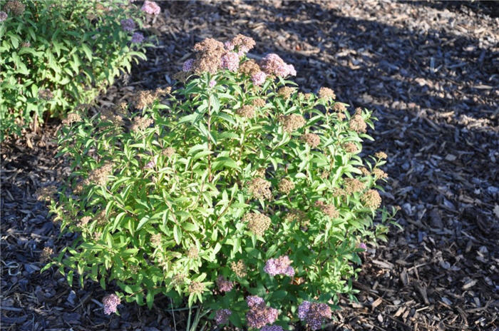 Plant photo of: Spiraea x bumalda 'Anthony Waterer'