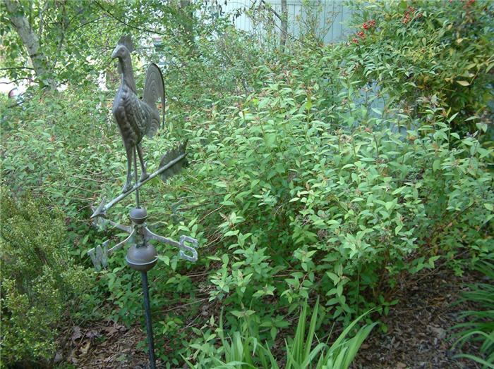 Plant photo of: Spiraea x bumalda 'Anthony Waterer'