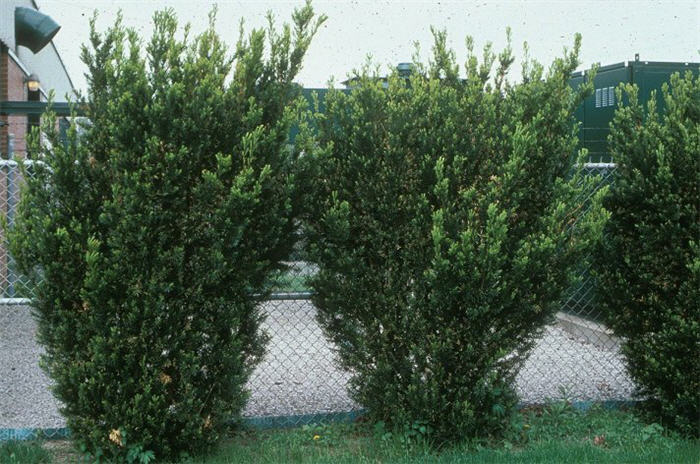 Plant photo of: Taxus X media 'Hicksii'