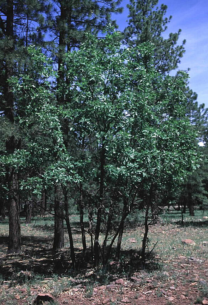 Plant photo of: Quercus gambelii