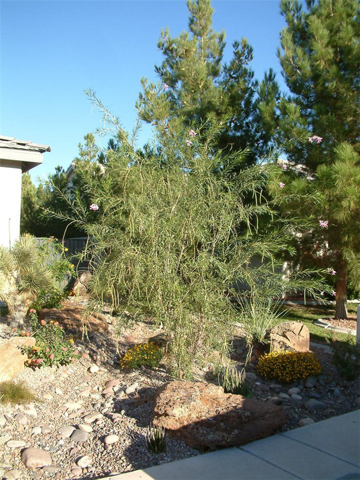 Plant photo of: Chilopsis linearis