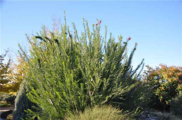 Plant photo of: Chilopsis linearis